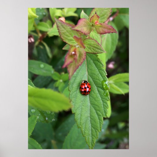 Poster ladybule on leaf (Devant)