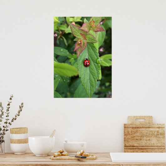 Poster ladybule on leaf (Cuisine)