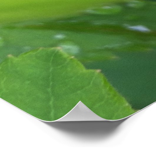 Poster ladybule on leaf (Coin)