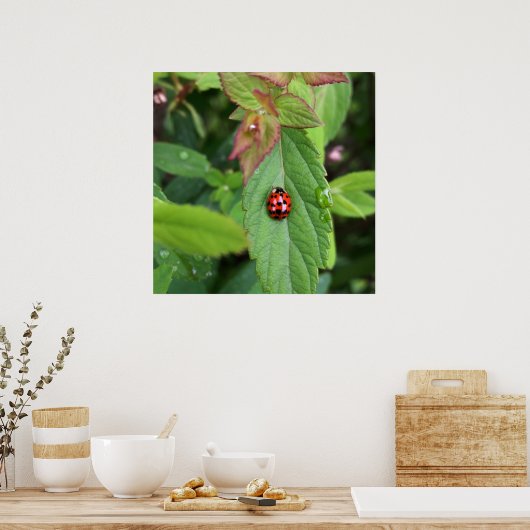 Poster ladybule on leaf (Cuisine)
