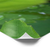 Poster ladybule on leaf (Coin)