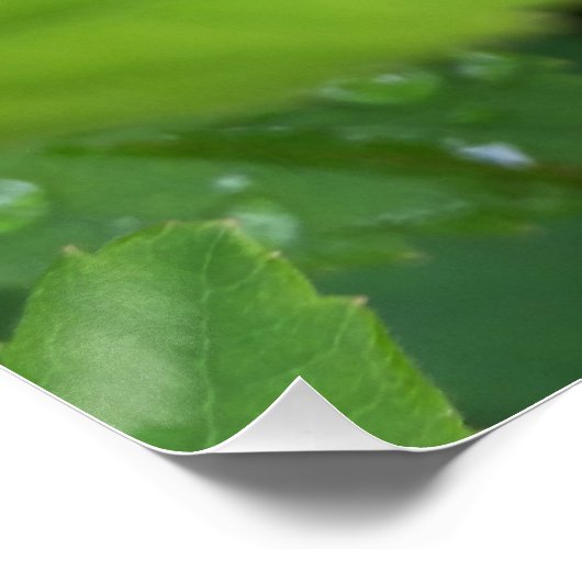 Poster ladybule on leaf (Coin)