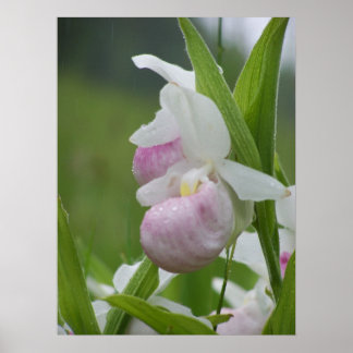 Poster Ladyslipper dans la pluie