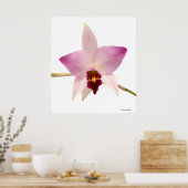 Poster Laelia Ancep (Cuisine)