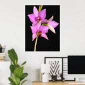Poster Laelia Anceps (Bureau à domicile)