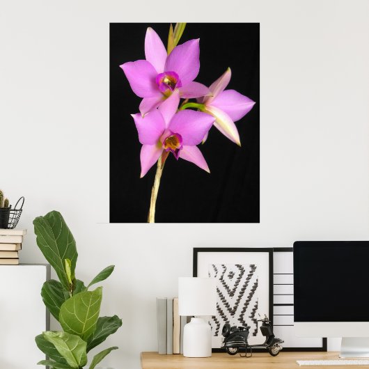 Poster Laelia Anceps (Bureau à domicile)
