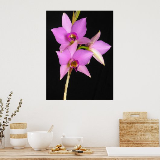 Poster Laelia Anceps (Cuisine)