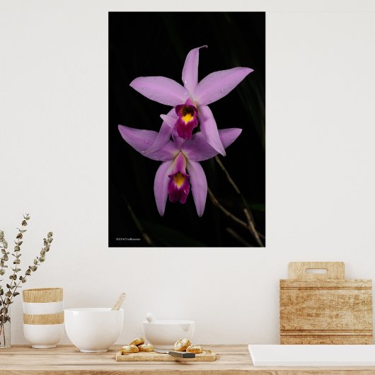 Poster Laelia Anceps (Cuisine)