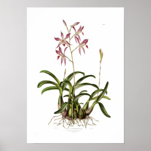 Poster Laelia autumnalis par Augusta Innes Withers.