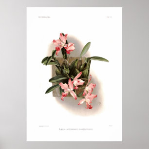 Poster Laelia autumnalis xanthotropis