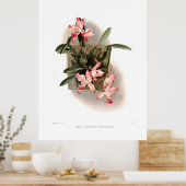 Poster Laelia autumnalis xanthotropis (Cuisine)