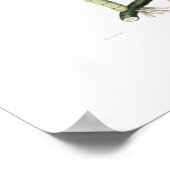 Poster Laelia superbiens. (Coin)