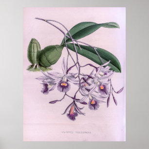 Poster Laeliopsis Domingensis Orchid