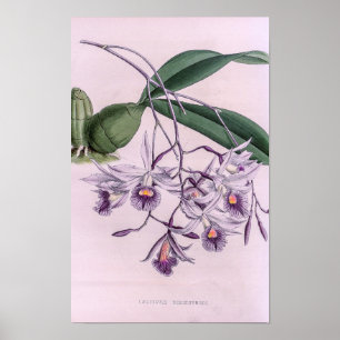 Poster Laeliopsis Domingensis Orchid