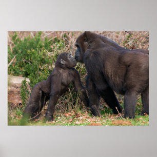 Poster L'affection de Gorilla Baby pour maman