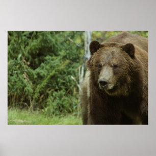 Poster L'affiche d'ours gris