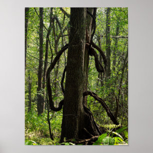 Poster L'affiche du bois