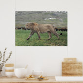 Poster L'affiche du lion américain (Panthera atrox) (Cuisine)