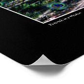 Poster L'affiche du paon (Coin)