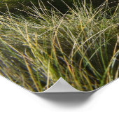 Poster L'affiche du Razorback (Coin)