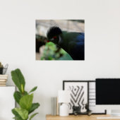 POSTER L'AFFICHE DU TURACO DE GUINÉE (Bureau à domicile)