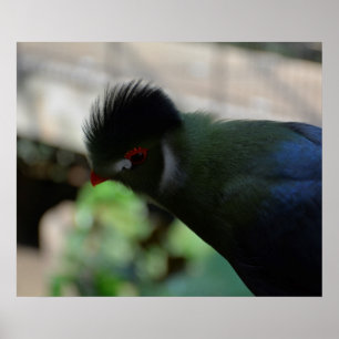 POSTER L'AFFICHE DU TURACO DE GUINÉE