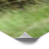 Poster L'affiche grizzly Bear (Coin)