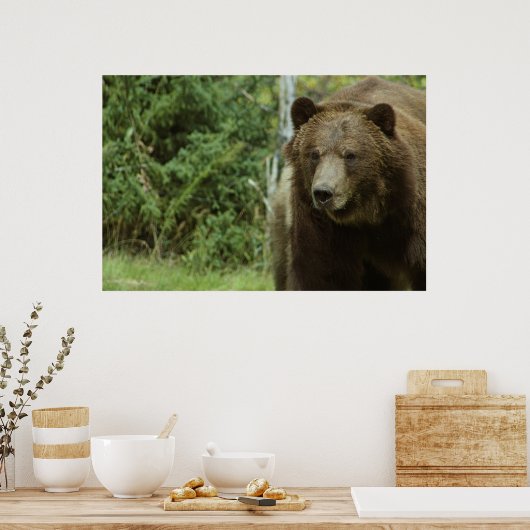 Poster L'affiche grizzly Bear (Cuisine)
