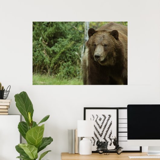 Poster L'affiche grizzly Bear (Bureau à domicile)
