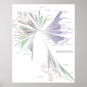 Poster L'affiche New Tree Of Life (GRAND)