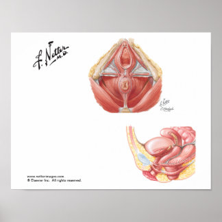 Poster L'affiche Pelvic Floor