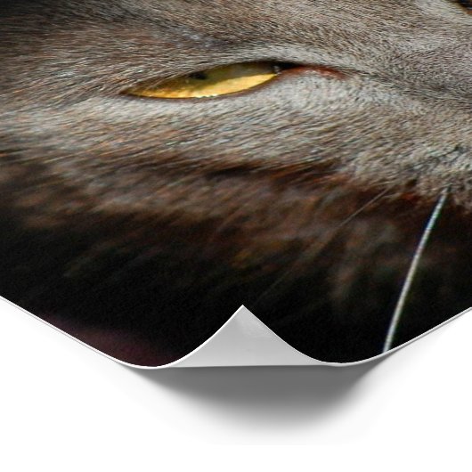 Poster L'affiche Smokey the Cat (Coin)