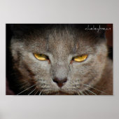 Poster L'affiche Smokey the Cat (Devant)