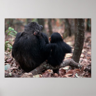 Poster L'Afrique, Afrique de l'Est, Tanzanie,