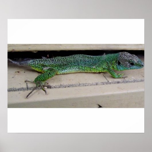 Poster Lagarto Póster (Devant)
