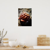 Poster Laguna Sea Shell sur une roche (Cuisine)