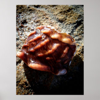 Poster Laguna Sea Shell sur une roche