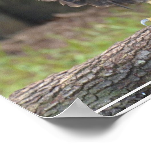 Poster L'aigle à tête blanche américain perché sur une bi (Coin)