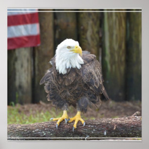 Poster L'aigle à tête blanche américain perché sur une bi