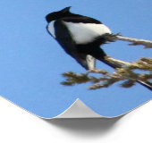 Poster L'aigle chauve de BEIAM ignore une tourte (Coin)