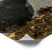 Poster L'aigle chauve ultime (Coin)