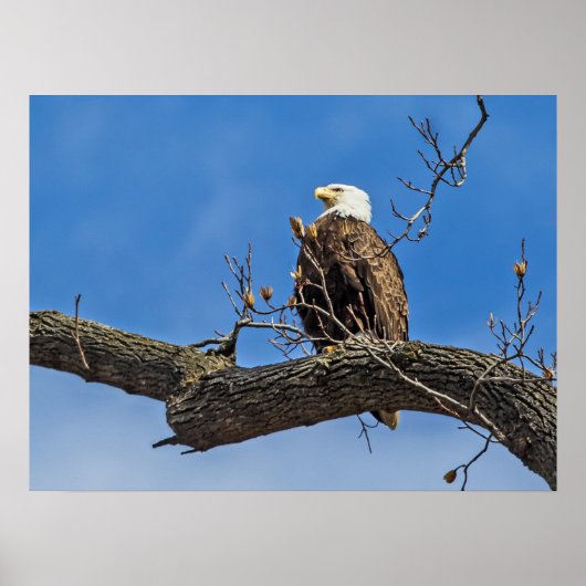 Poster L'aigle royal chauve (Devant)