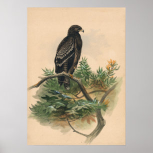 Poster L'aigle tacheté par Joseph Wolf