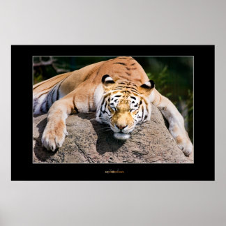 Poster Laisser Dormir Les Tigres Mentir