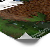 Poster Laisser l'affiche du nid Blue Jay (Coin)