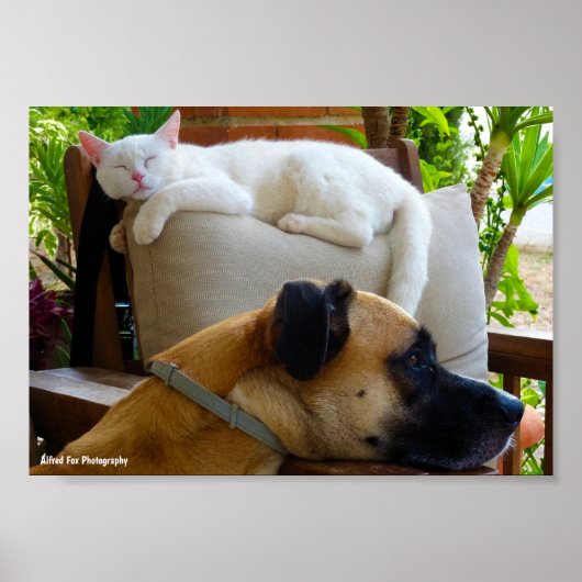 Poster Laissez les chats endormis (Devant)