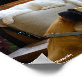 Poster Laissez les chats endormis (Coin)
