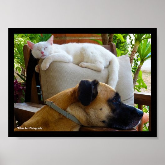 Poster Laissez les chats endormis (Devant)