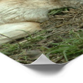 Poster laissez les loups dormir mentir (Coin)