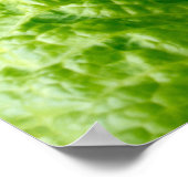 Poster Laitue (Coin)